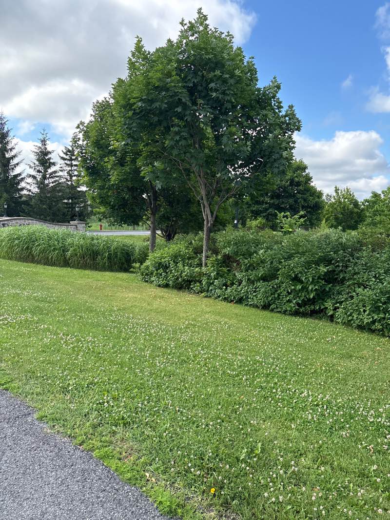 walking near me in Parc Lautrec in summer