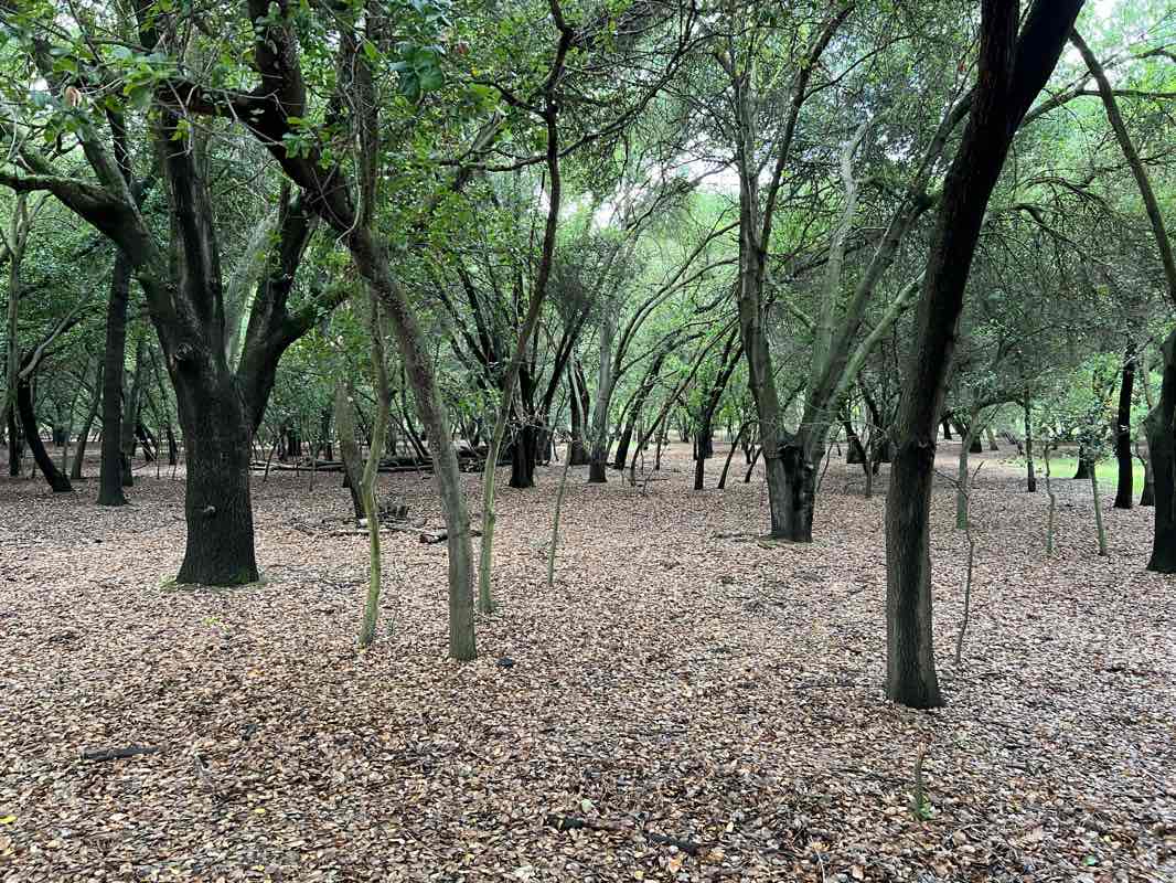 walking near me in Lodi Lake Park in spring