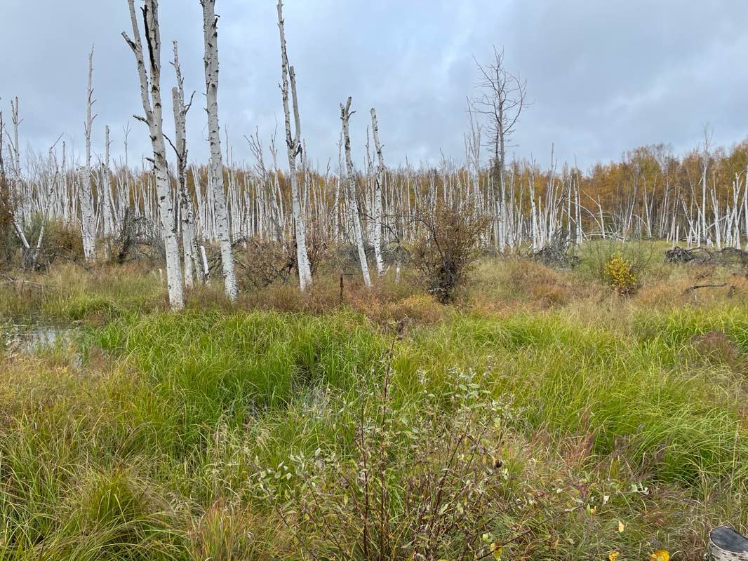 walking near me in Troth Yeddha' Park in winter