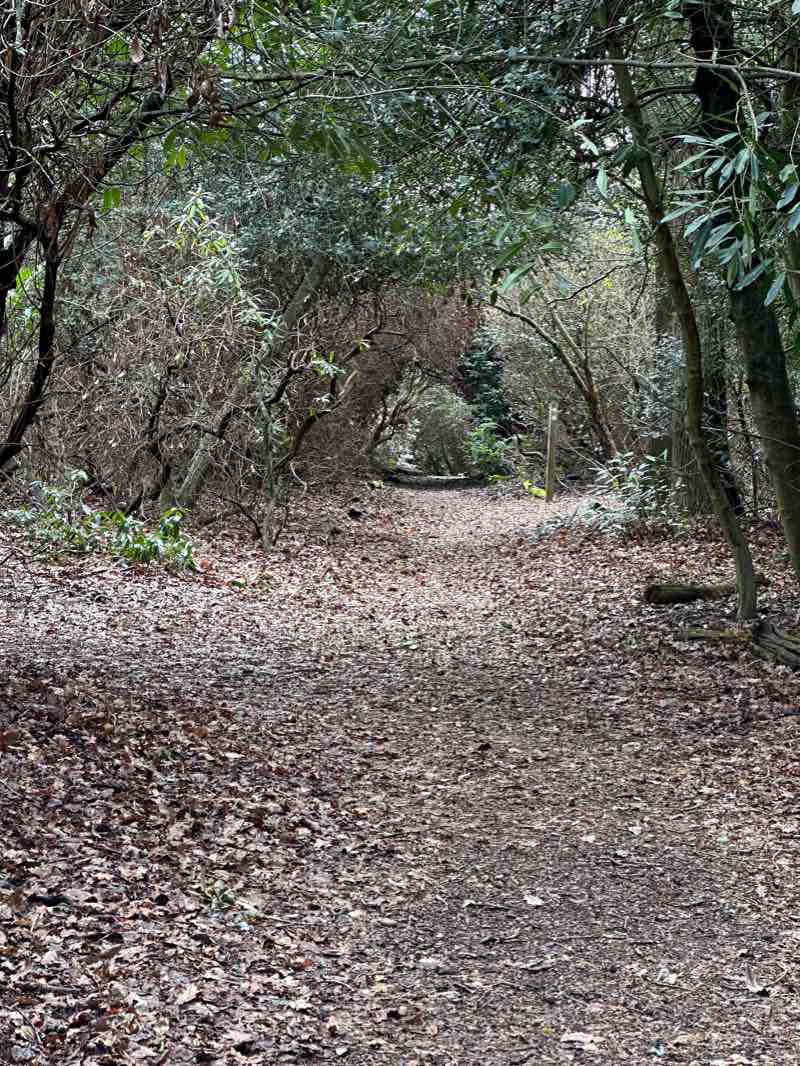 walking near me in Littleheath Woods in winter