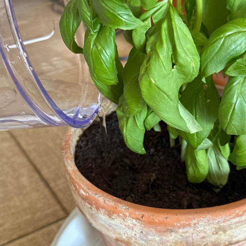 pizdets Ana post image