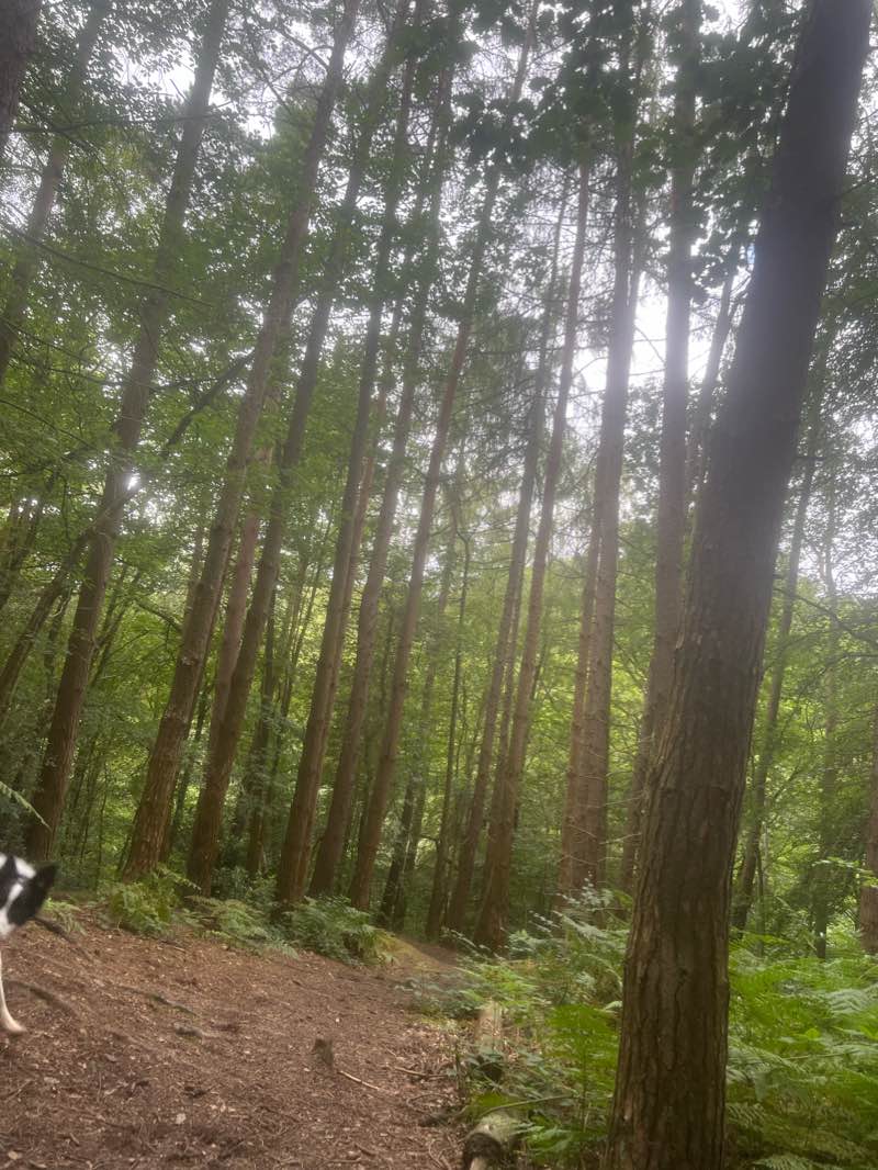 walking near me in Etherow Country Park in winter