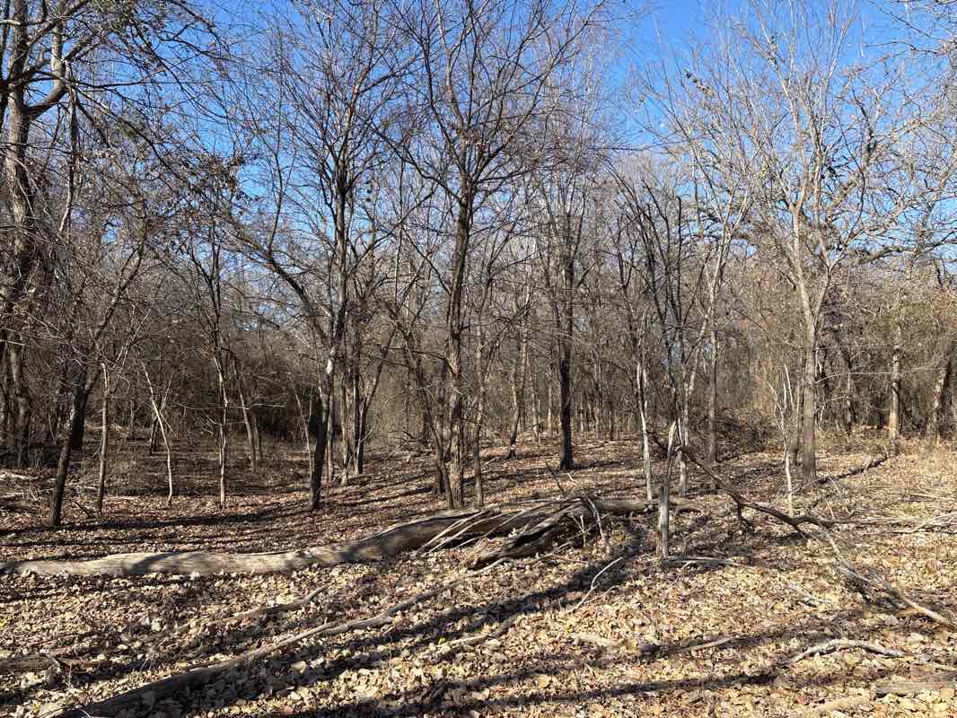 walking near me in Bob Jones Park in winter