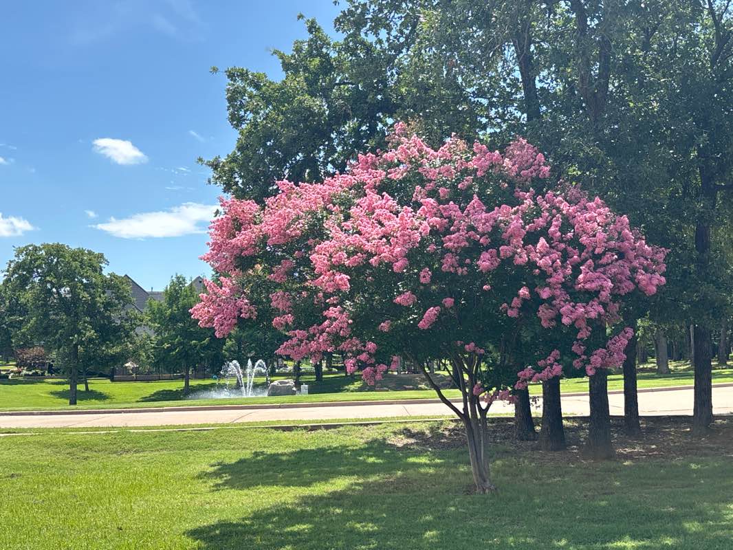 walking near me in Overton Ridge Park in summer
