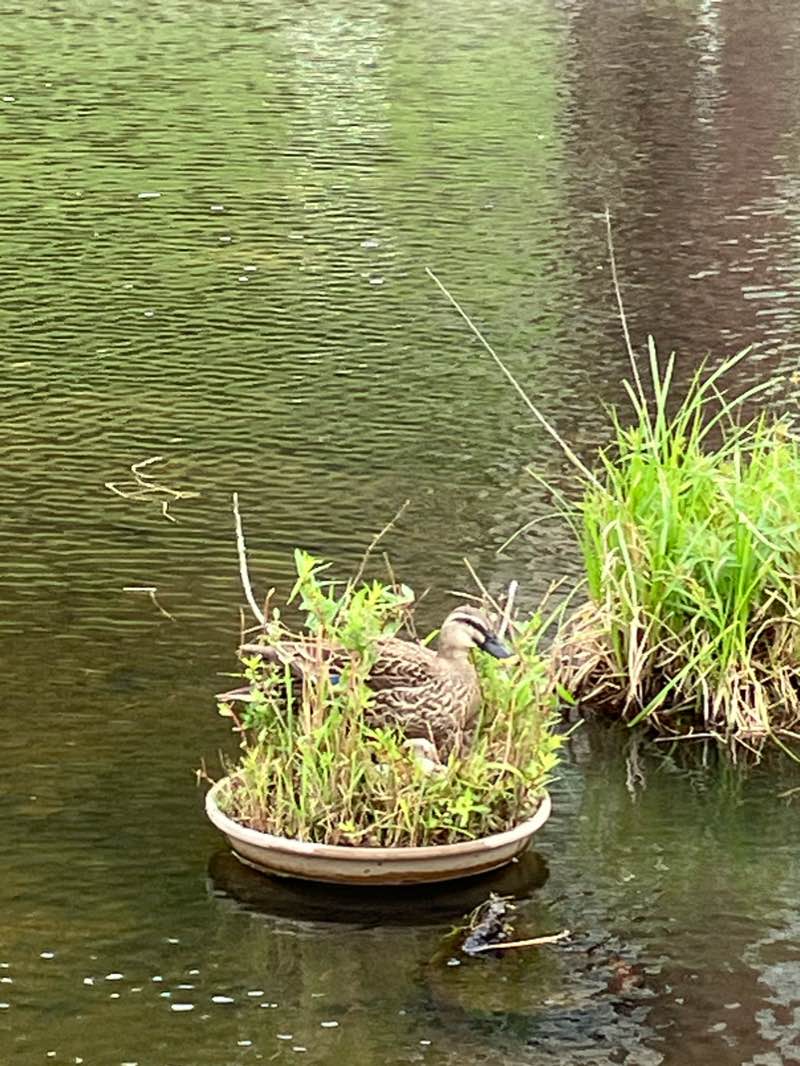 walking near me in Nagaike Park in winter