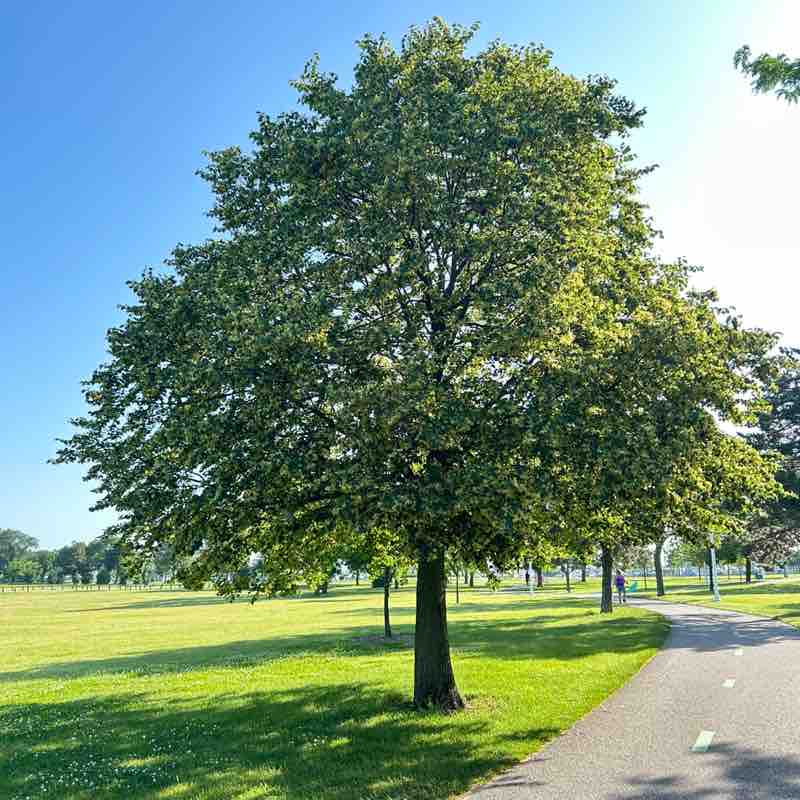 dora.hamilton post 1