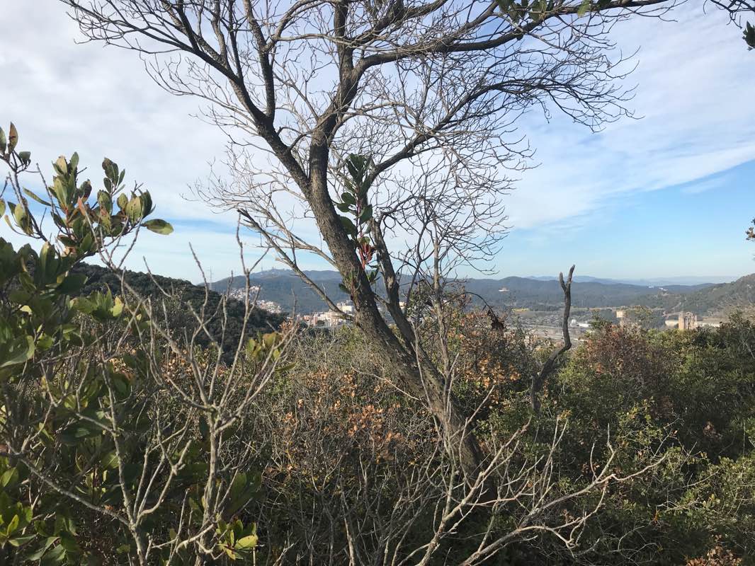 walking near me in Parc del Molinet in winter