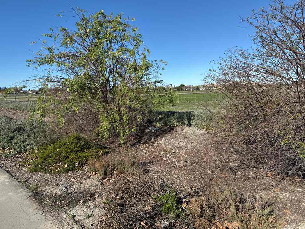 walking near me in Martial Cottle Park in winter