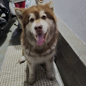 Nguyễn Đức Huy profile