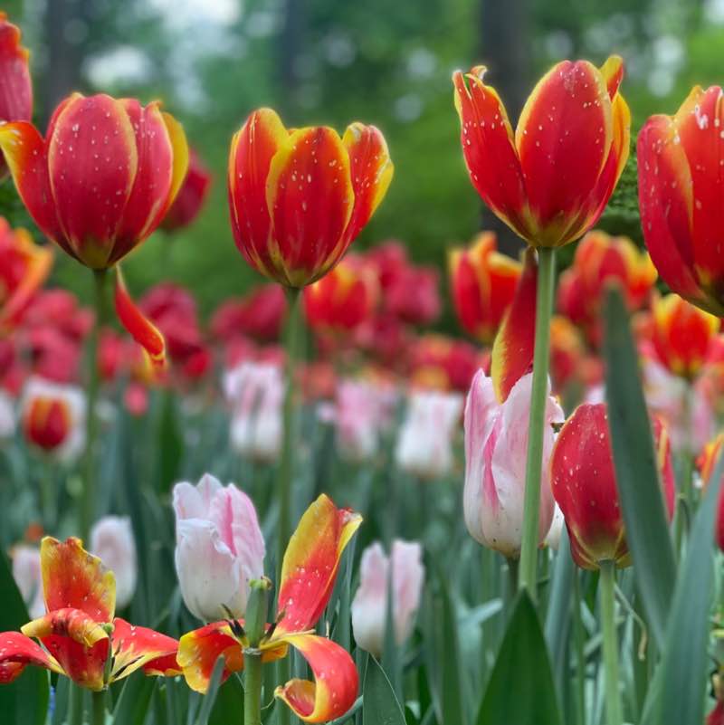 Nataly ☮️ 🍀🌱🌿☘️ post 2