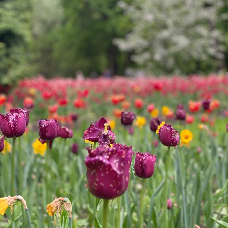 Nataly ☮️ 🍀🌱🌿☘️ post 3