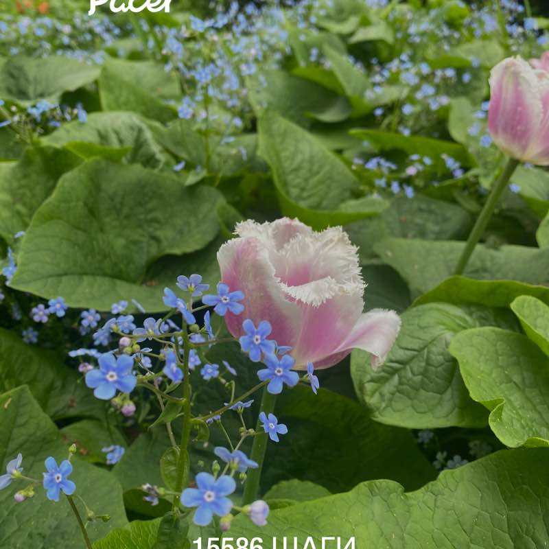 Nataly ☮️ 🍀🌱🌿☘️ post 1