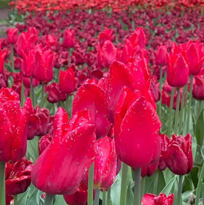 Nataly ☮️ 🍀🌱🌿☘️ post 3