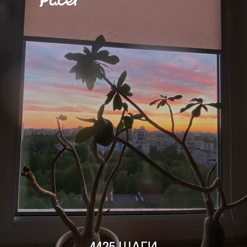 Nataly ☮️ 🍀🌱🌿☘️ post 1