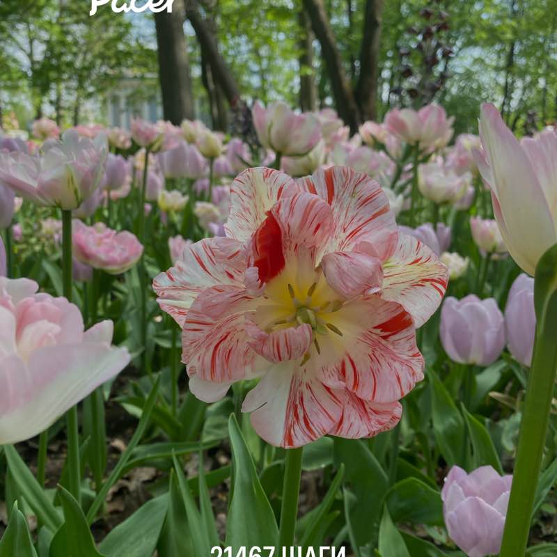 Nataly ☮️ 🍀🌱🌿☘️ post 1