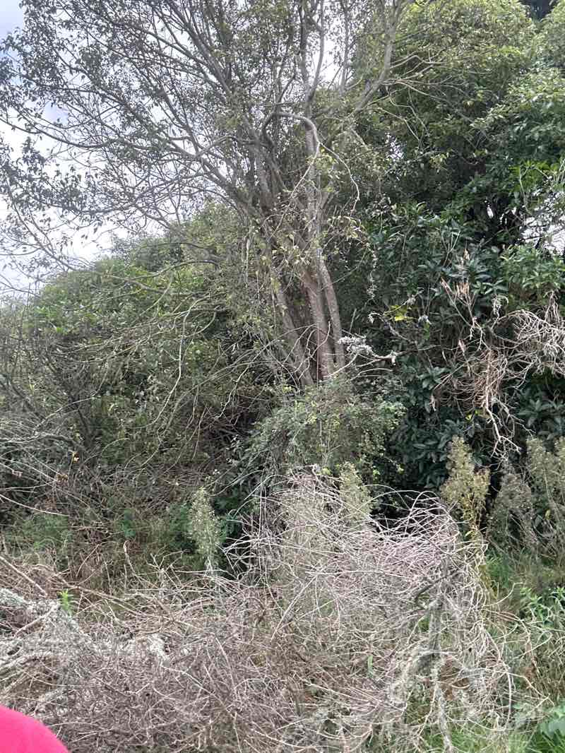walking near me in Kowhai Park in autumn