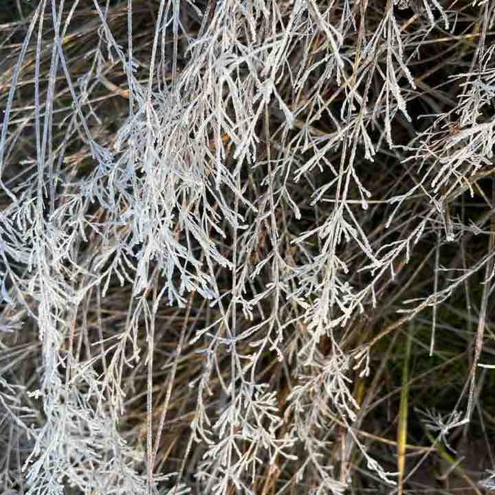 PacerЛейди_1984 post 2