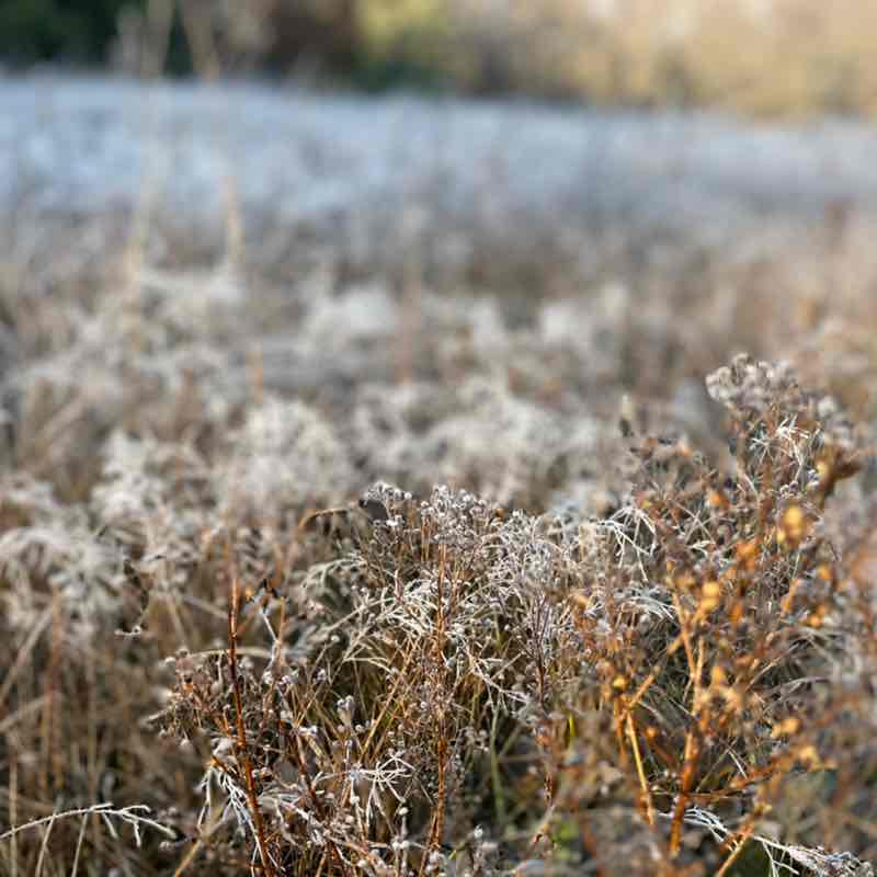 PacerЛейди_1984 post 3