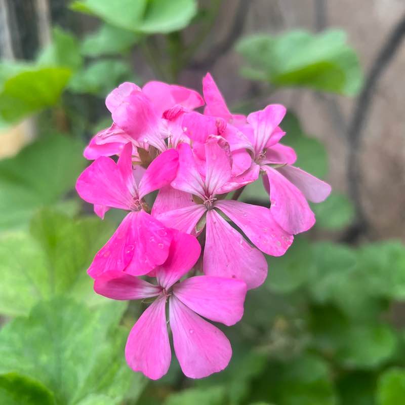 Daily challenge🏃🏾‍♂️🏃🏻‍♀️ ehsan post image