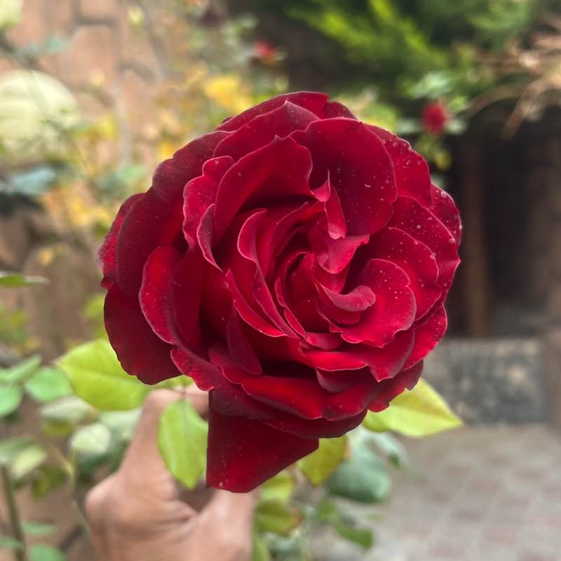 راهیان طبیعت، Nature travelers ehsan post image