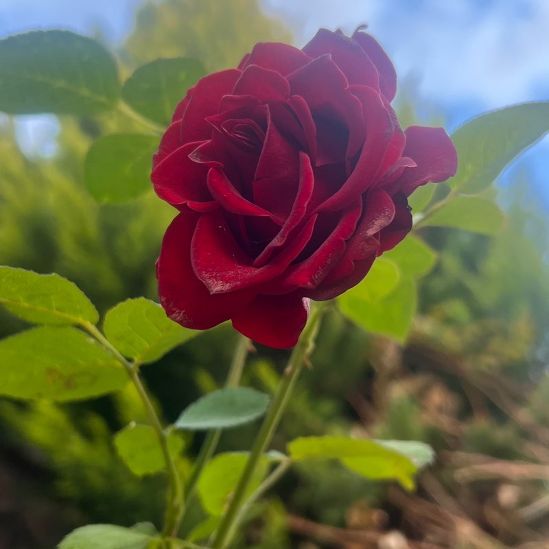 Daily challenge🏃🏾‍♂️🏃🏻‍♀️ ehsan post image