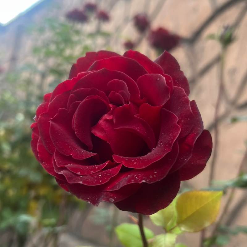 راهیان طبیعت، Nature travelers ehsan post image