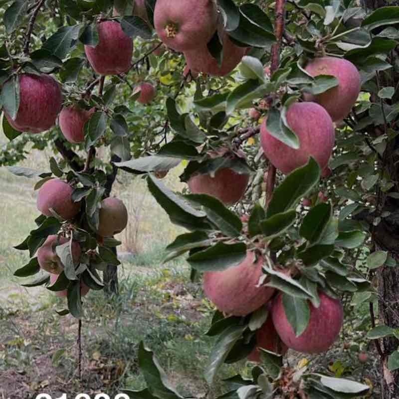 راهیان طبیعت، Nature travelers ehsan post image