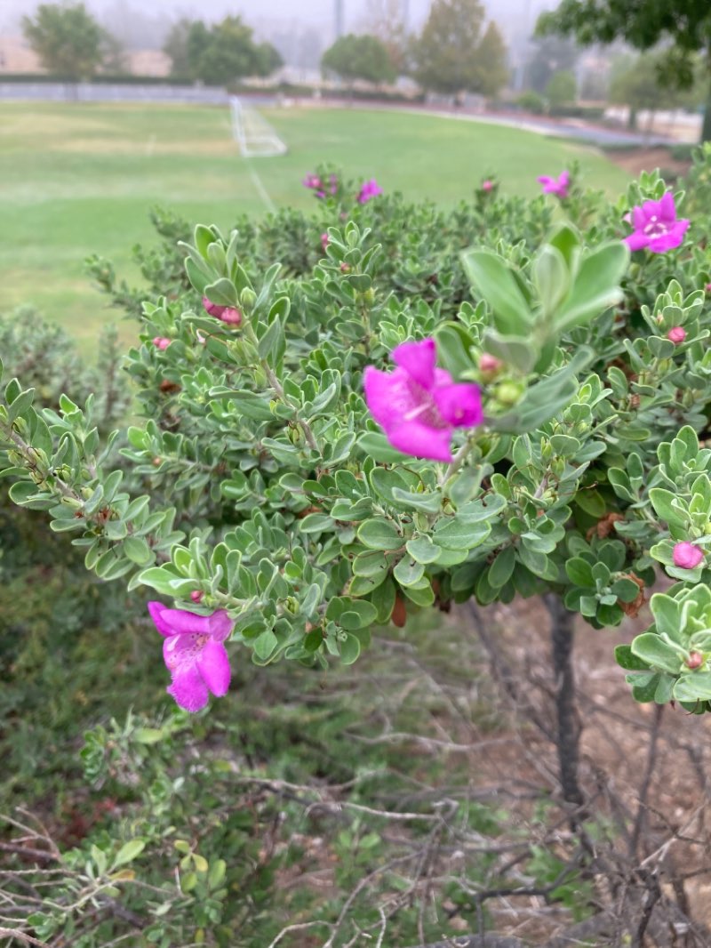walking near me in Aberhill Ranch Community Park in winter