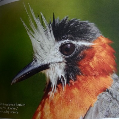 strawberryGirl post 1