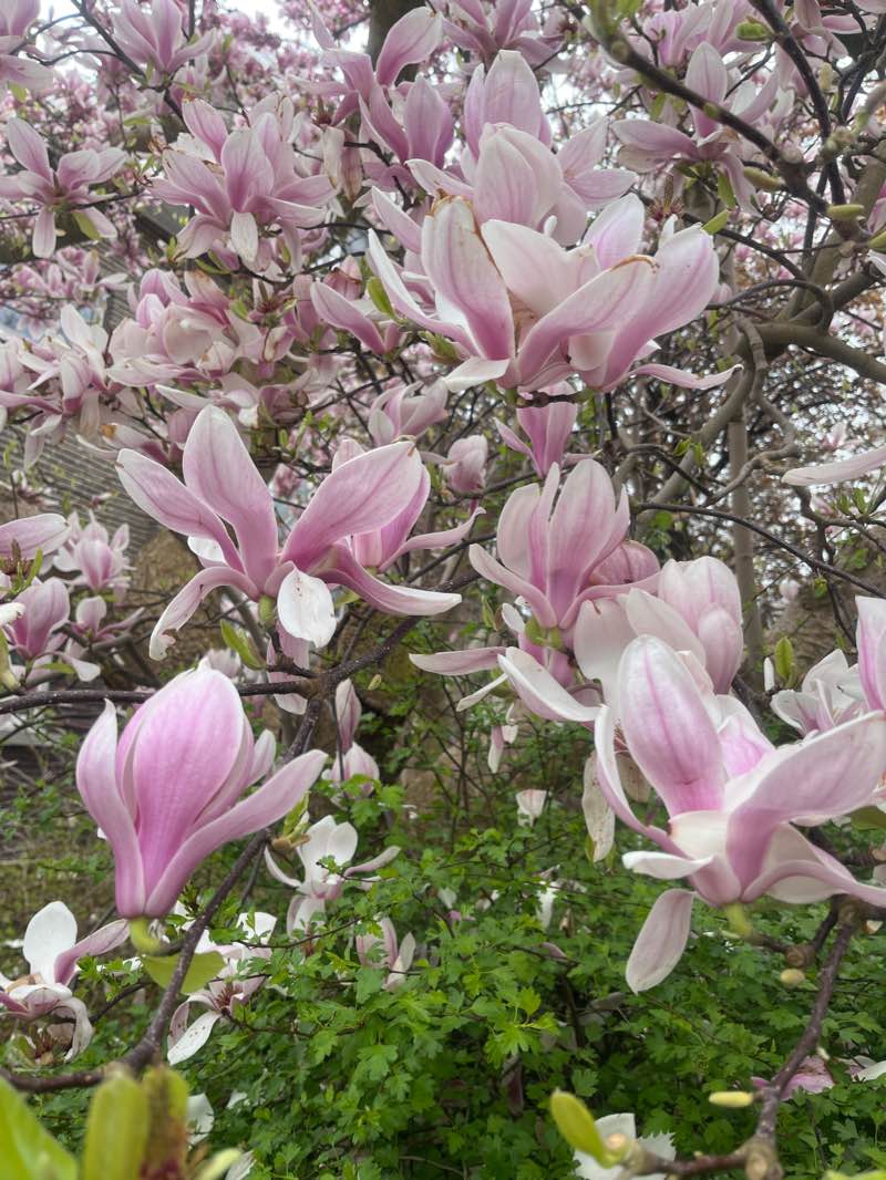 walking near me in Sinte Mettetuin in winter