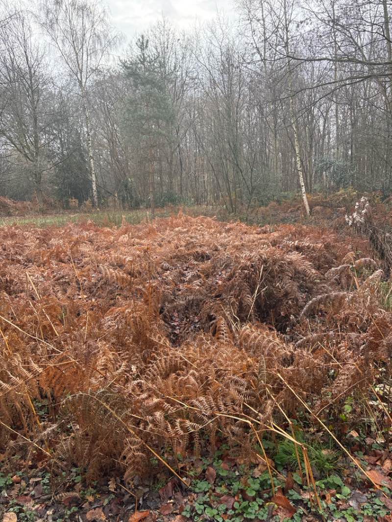 walking near me in Gelmelenpark in winter