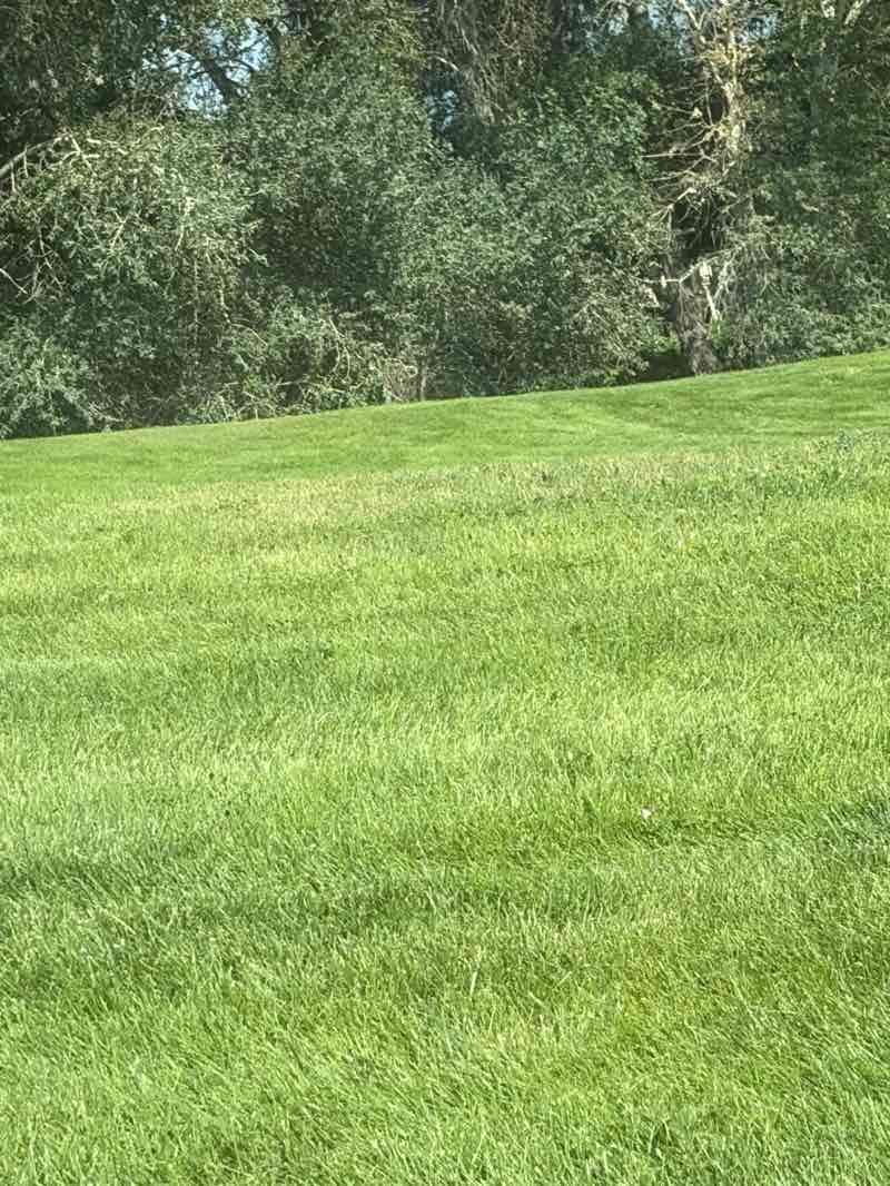 walking near me in Jesse Taylor Park in summer
