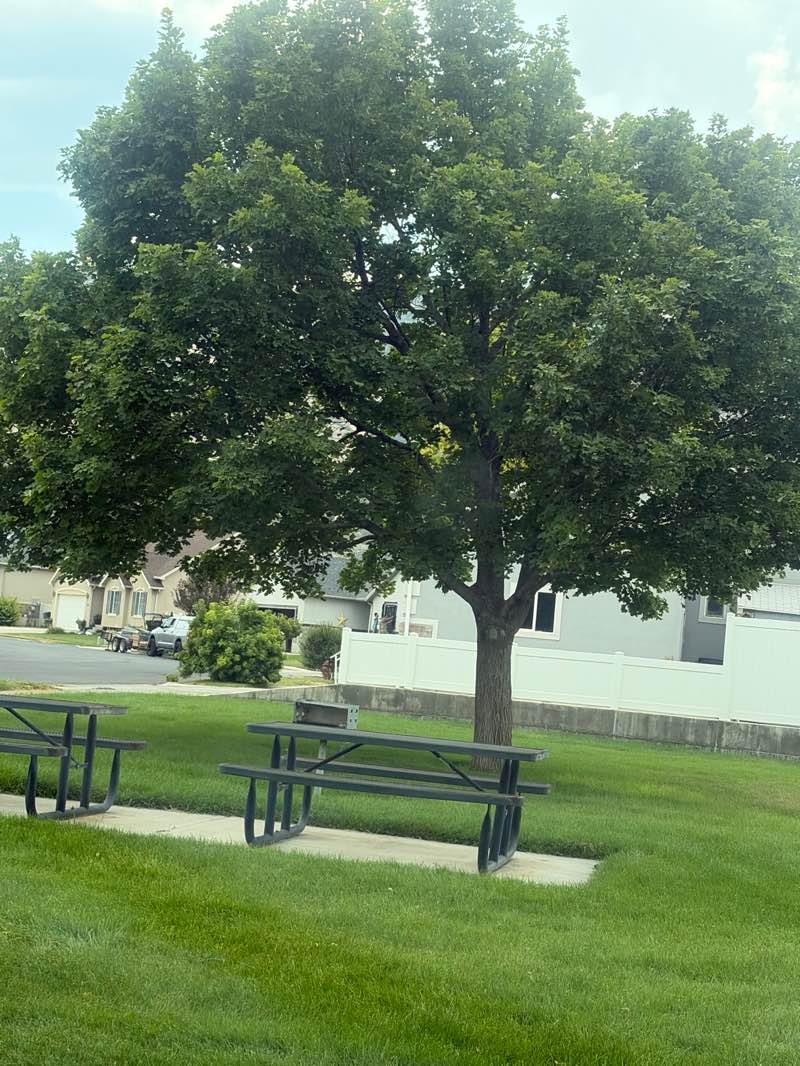 walking near me in East Hills Park in summer