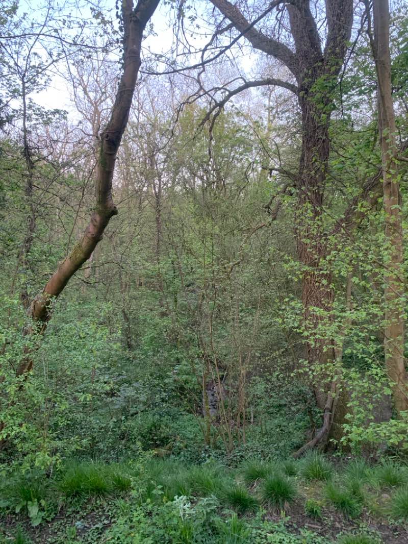 walking near me in Sorrel Drive Park in spring