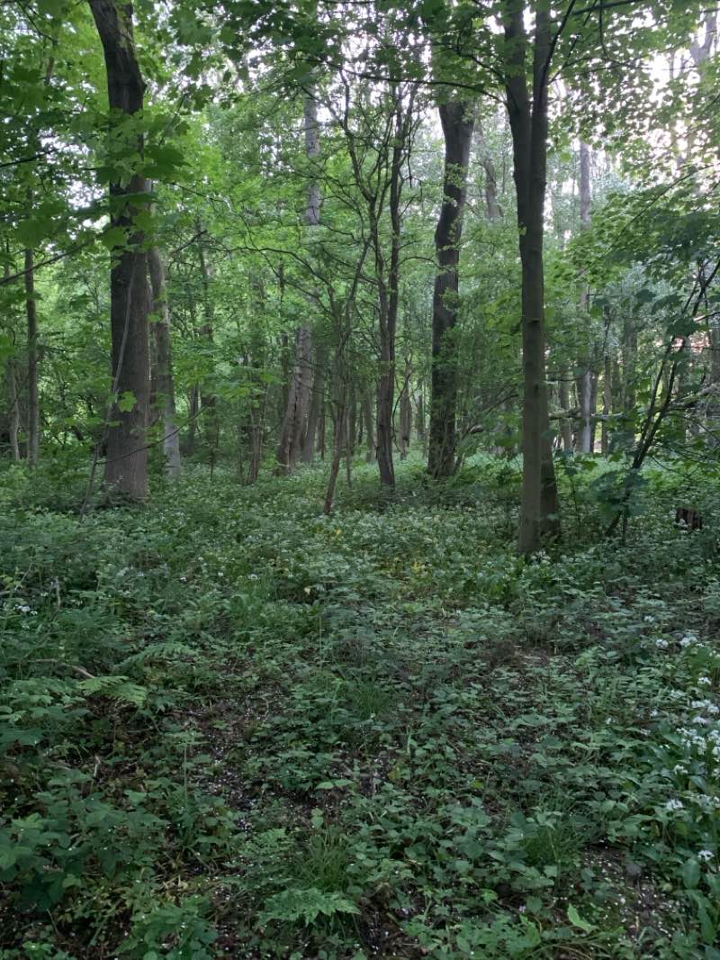 walking near me in Silverhill Wood in summer
