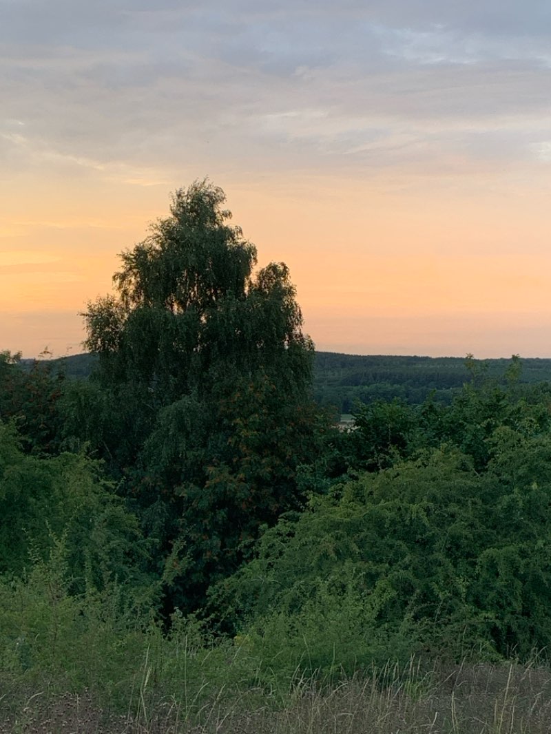 walking near me in Brierley Forest Park in summer