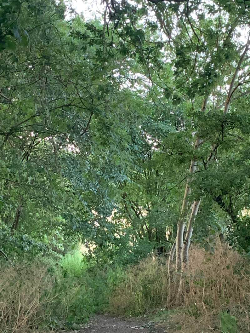 walking near me in Sutton Lawn in summer
