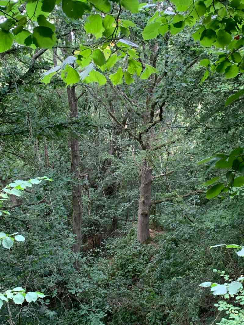 walking near me in Hardwick Park in summer