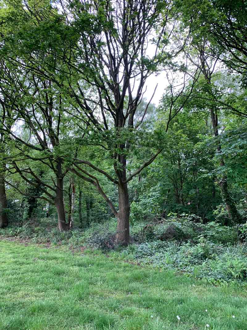 walking near me in King George V Recreation Ground in spring