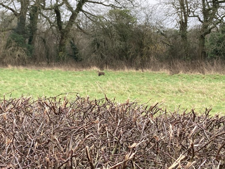 walking near me in Lake Meadows in winter