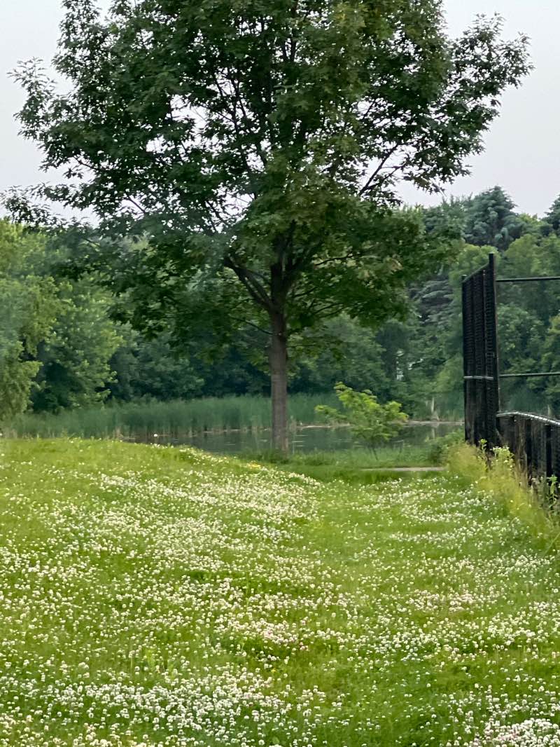 walking near me in Pioneer Park in summer