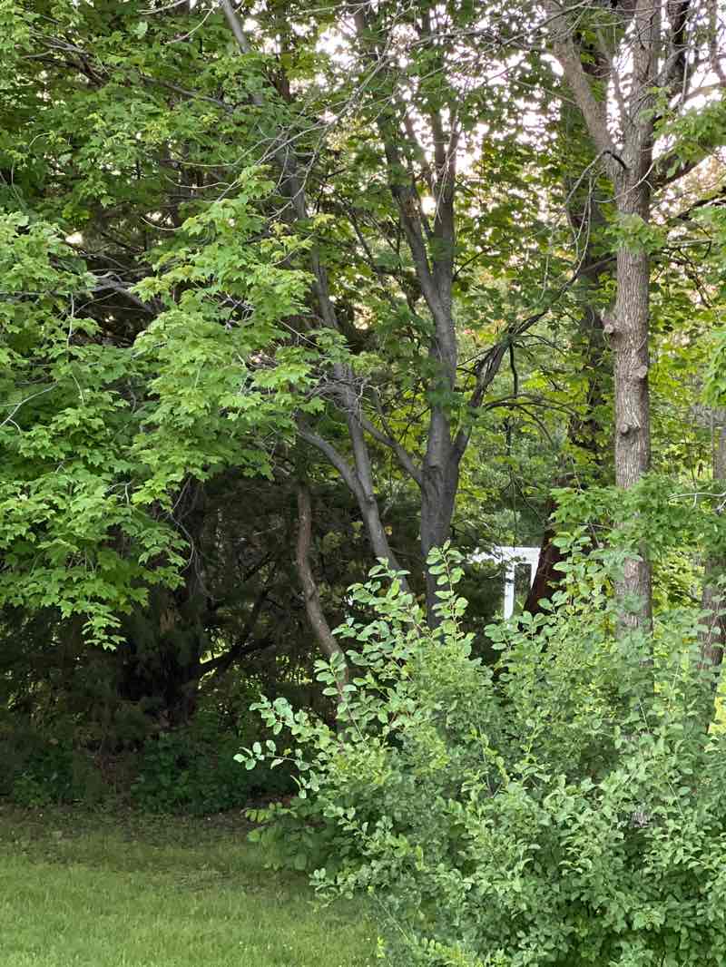 walking near me in Turnberry Park in summer