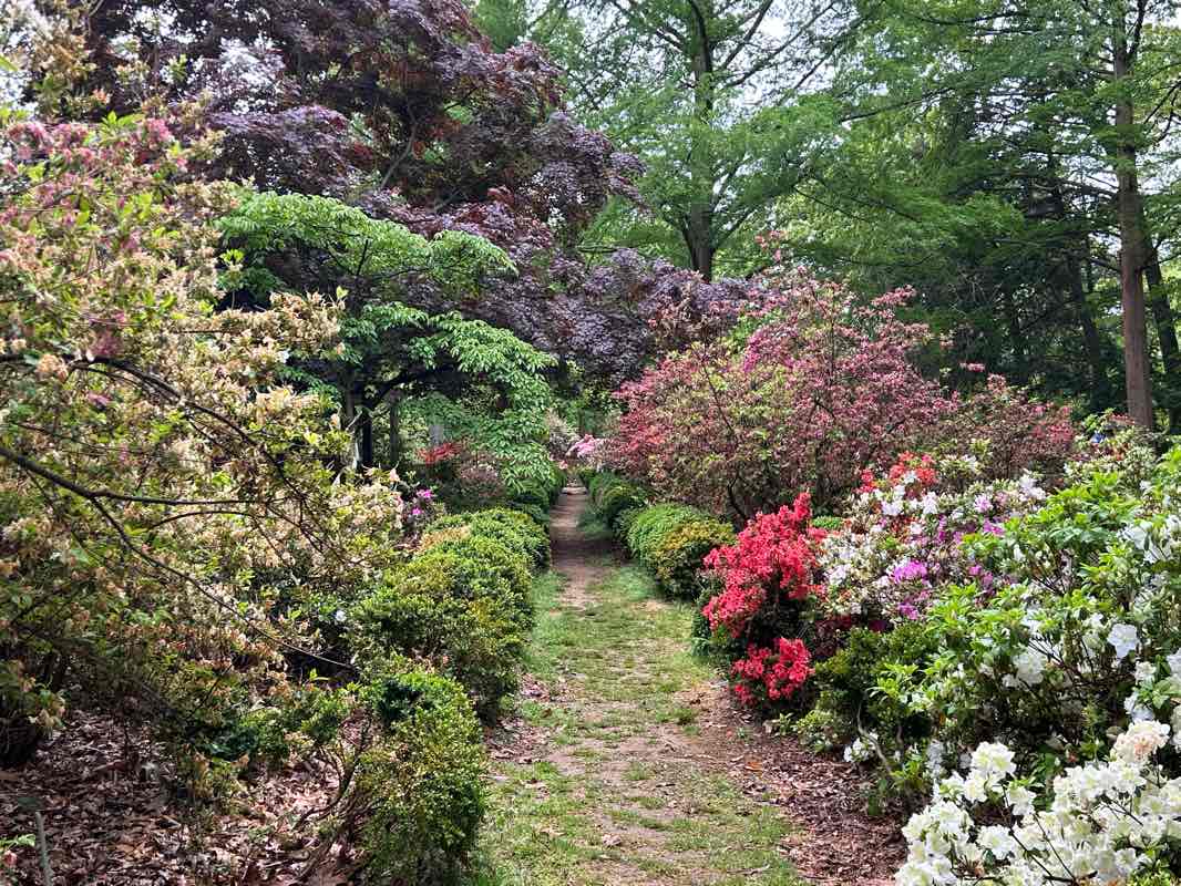walking near me in United States National Arboretum in winter
