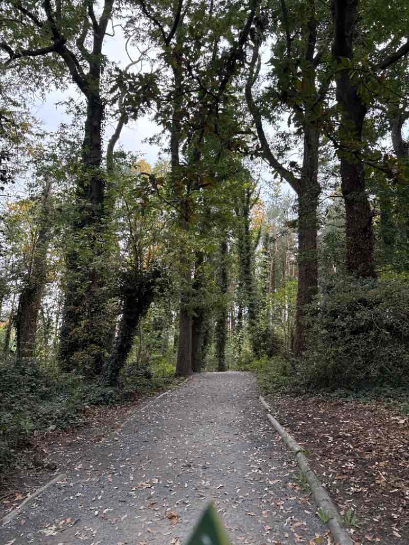walking near me in Stormont Estate in autumn