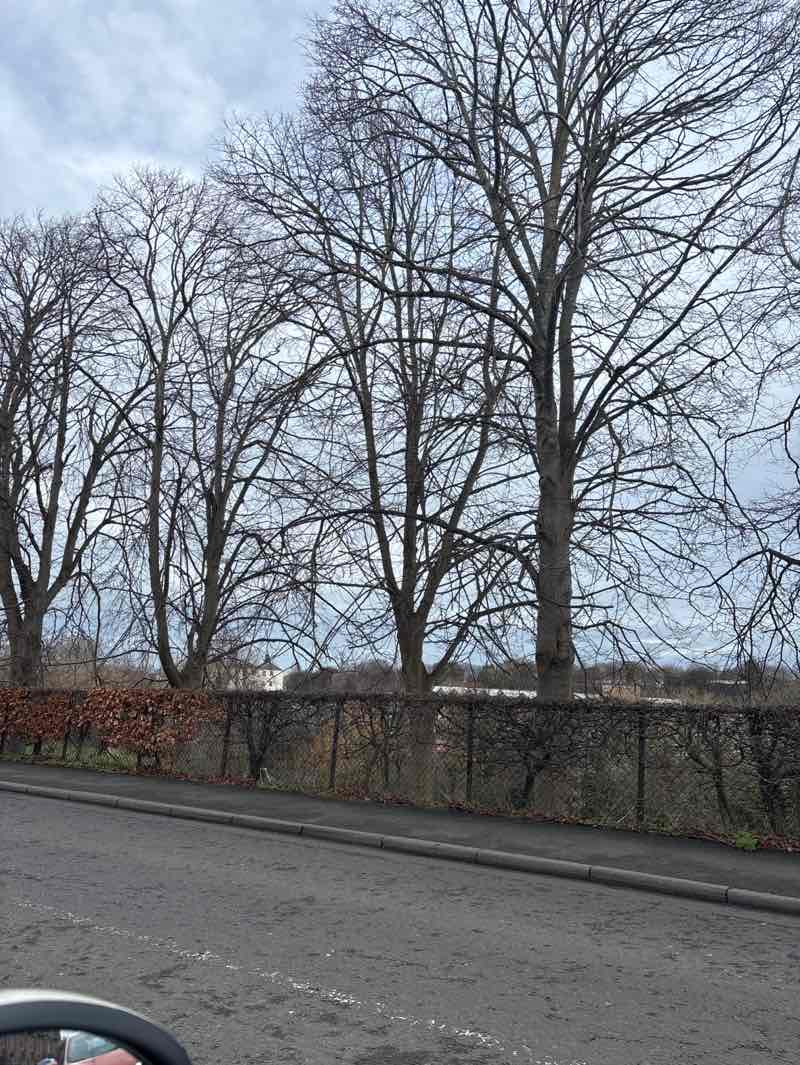 walking near me in Haugh Park in winter