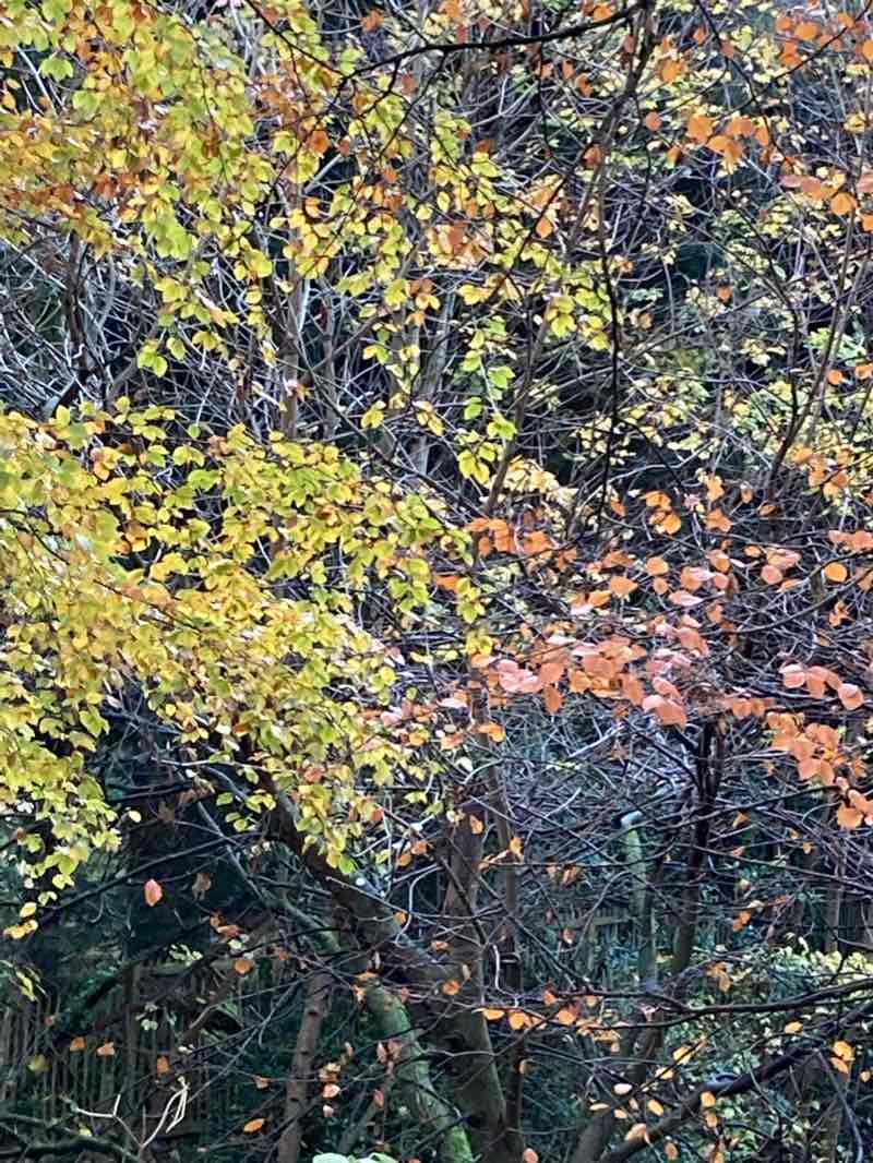 walking near me in Cockshaugh Park in winter