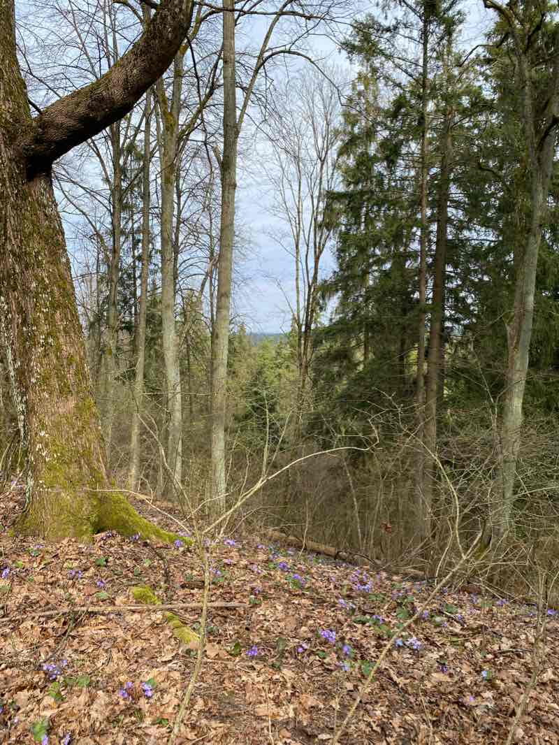 walking near me in Vincas Kudirka square in winter