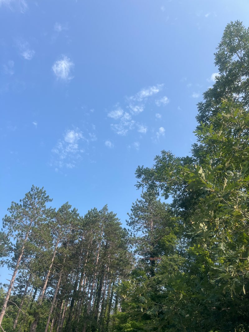 walking near me in Oak Openings Preserve Metropark in summer