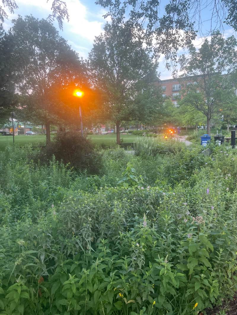 walking near me in Nicollet Commons in summer