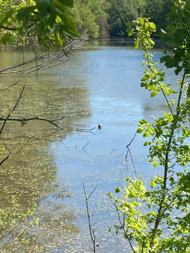 walking near me in Parco Sparafucile in winter